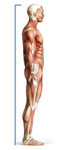 Postural Postural